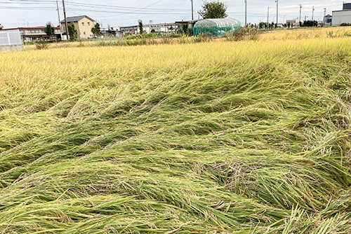 稲刈りのイメージ