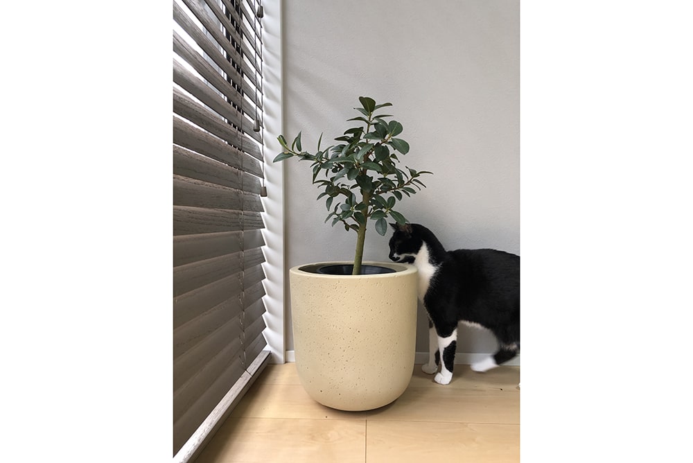 ゴムの木と猫のイメージ