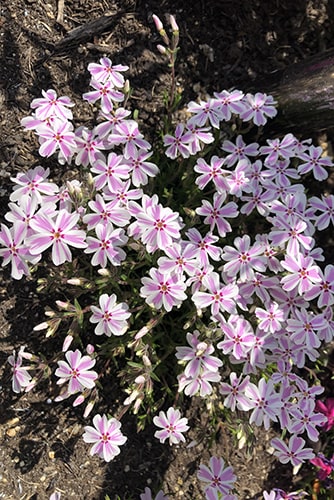 芝桜のイメージ