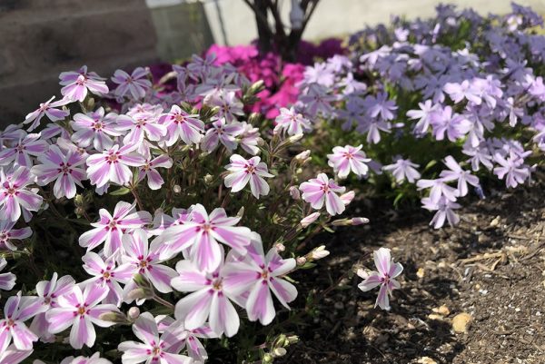 芝桜のイメージ