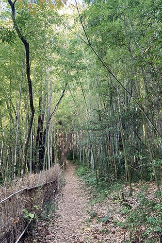 中島池のイメージ