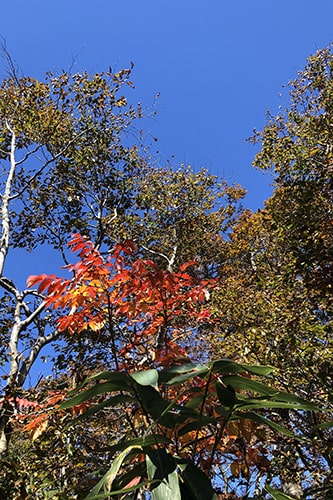 冠山登山のイメージ