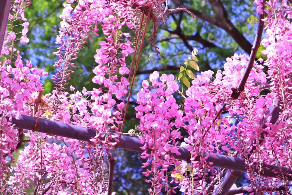 藤の花のイメージ