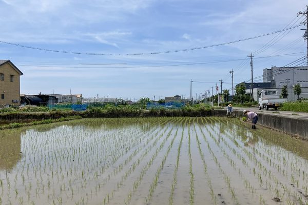 田植えのイメージ